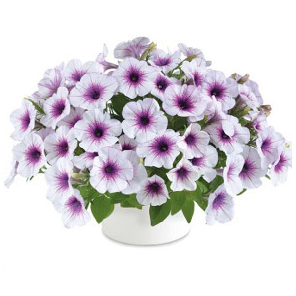 Петуния Petunia Prelude Violet Vein