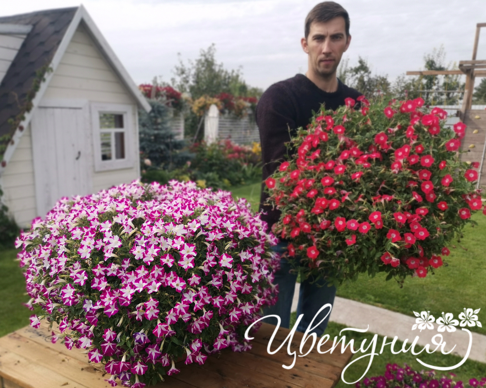 Бланкет роуз. Петуния Бланкет Виолет. Петуния Blanket Rose. Сурфиния Бланкет Роуз. Петуния Роуз Стар.