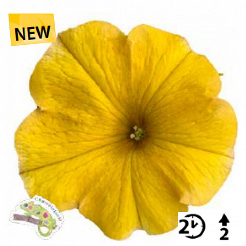 Chameletunia® Yellow (Petchoa BeautiCal) (13шт.)
