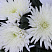 Хризантема корейская белая