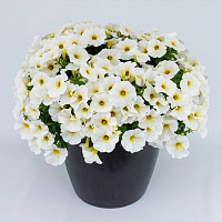 Chameletunia® White (Petchoa BeautiCal) (13шт.)