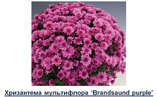 Хризантема Brandsaund purple